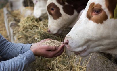 Animal Health